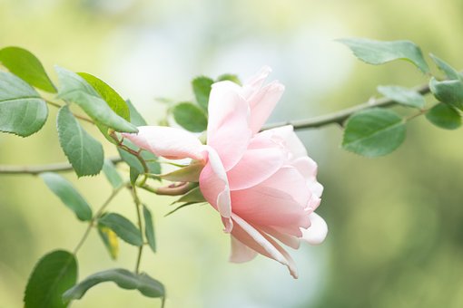 400以上の無料バラ園 ローズ画像 Pixabay
