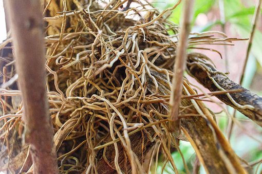 Free Roots Plant Roots photo and picture