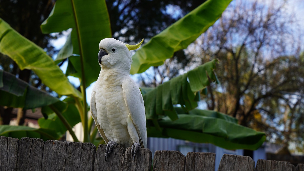 https://cdn.pixabay.com/photo/2022/06/16/16/05/sulphur-crested-cockatoo-7266316_1280.jpg