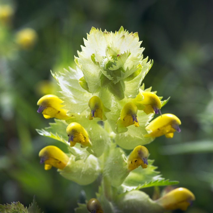Flower Plant Yellow Rattle - Free photo on Pixabay