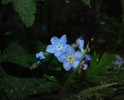 Flores, Gotas De Rocío, Resplandor Solar