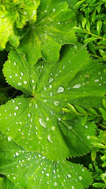 Free Leaf Dew illustration and picture