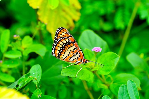 Fluture, Natura, Frunziş, Insectă