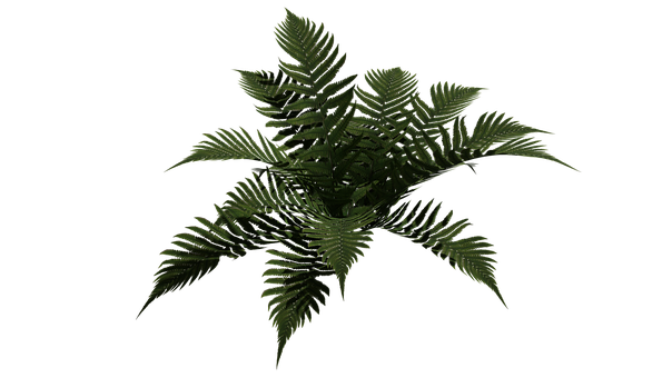 Free Fern Plant illustration and picture