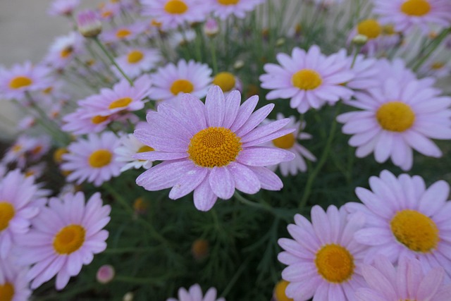 Free Flowers Purple photo and picture