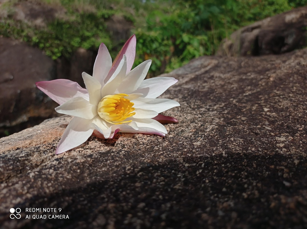 Flower Petal Rocks Flower Rock Petals Sri - Free photo on Pixabay - Pixabay