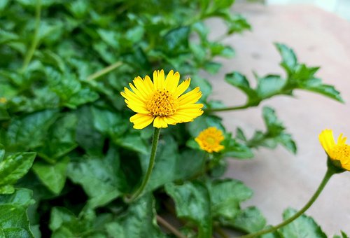 Free Flowers Flower Background photo and picture