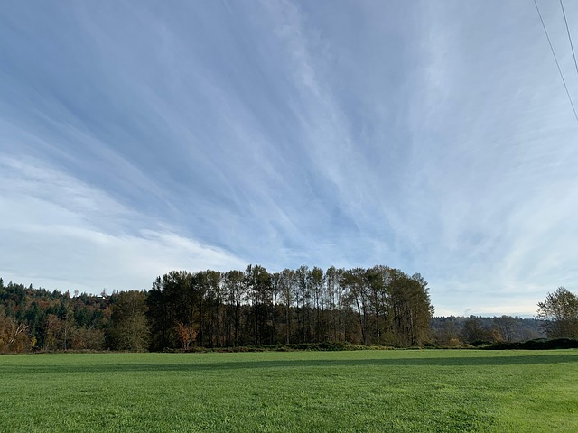 Græsplæne, Landskab, Gård, Himmel, Græs