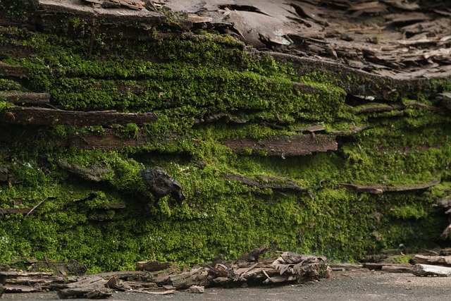 Free Moss Rotten Wood photo and picture