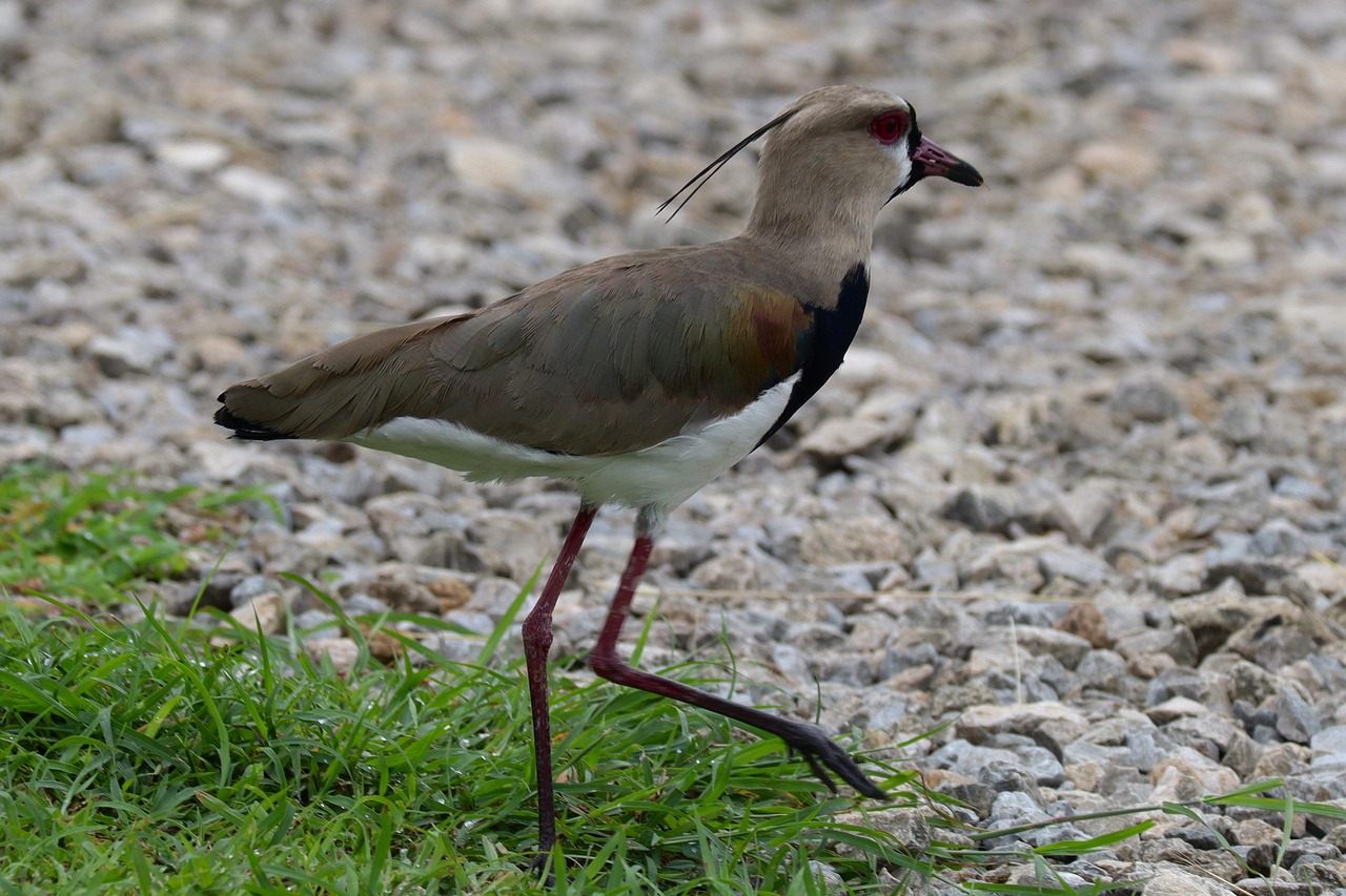 Pájaro Animal Naturaleza - Foto gratis en Pixabay