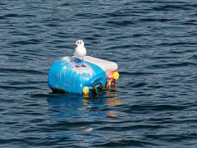 Free Gull Sea photo and picture