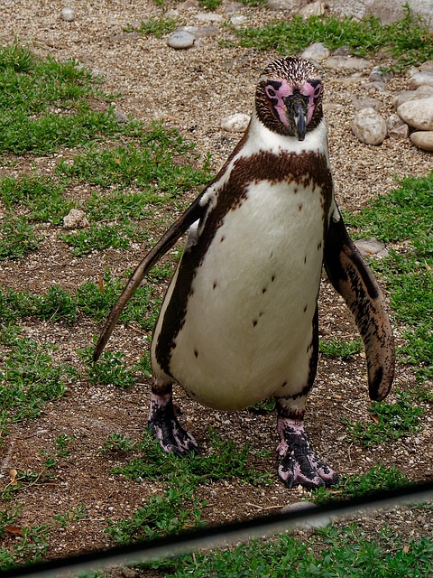 Free Penguin Animals photo and picture
