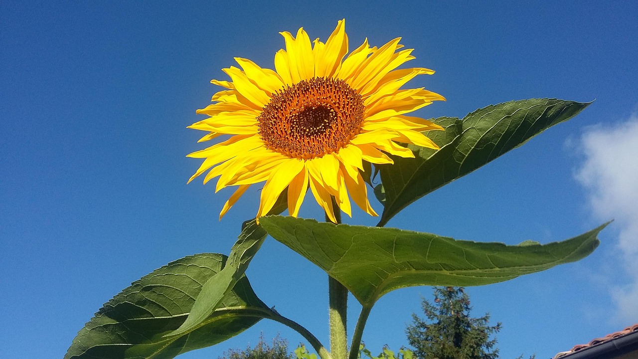 Wee Blue Coo Sonnenblumen-Grußkarte – 17,5x12,5 Cm, 280 G/m², Für Geburtstag & Feiern
