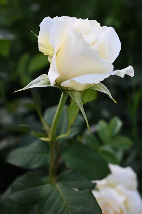 Rose Shot On Nikon Z50