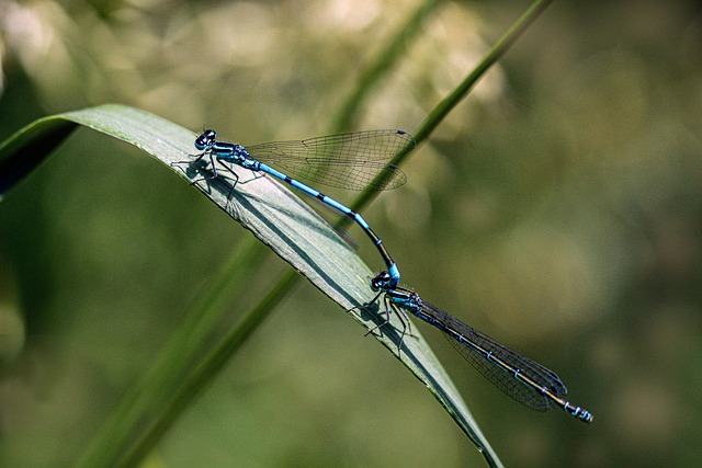 Libellule Insectes Appariement - Photo gratuite sur Pixabay - Pixabay