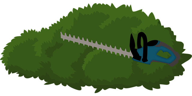Free hedge bush hedgetrimmer vector