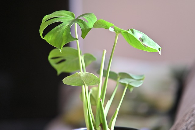 Free Plant Monstera photo and picture
