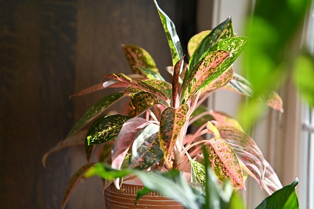 Free Plant Chinese Evergreen photo and picture