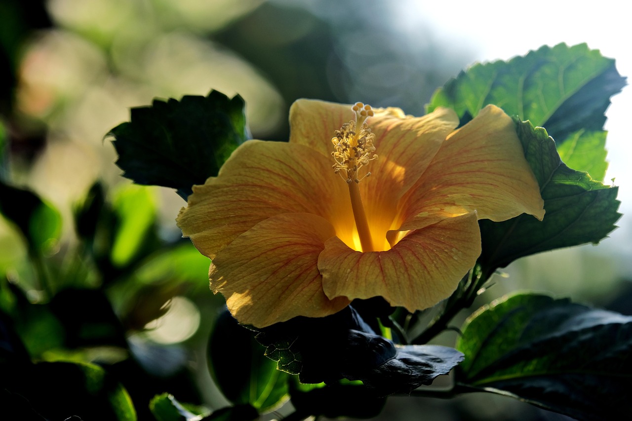 Page 2 - 400,000+ Free Hibiscus Flowers & Hibiscus Images - Pixabay