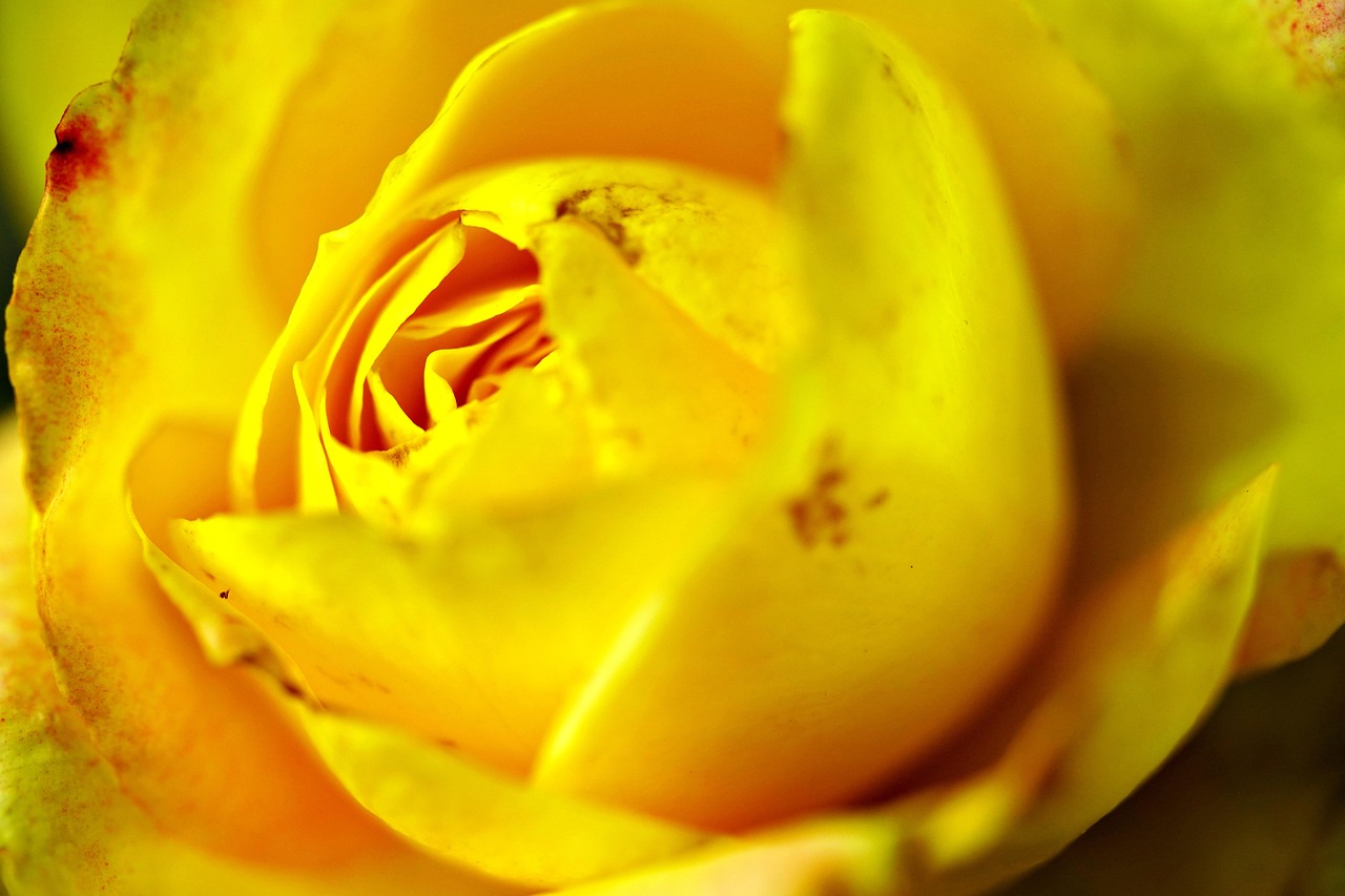 Yellow Rose Flower Free photo on Pixabay Pixabay