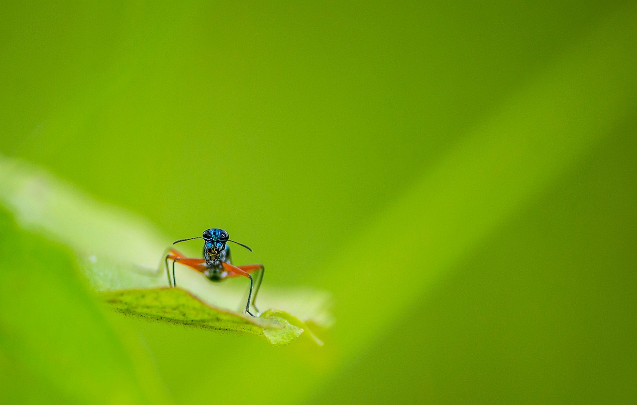 昆虫 野生动物 自然 - Pixabay上的免费照片 - Pixabay