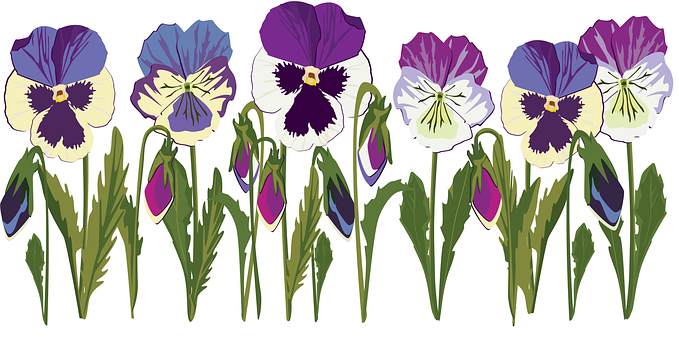 Free Violet Viola vector and picture