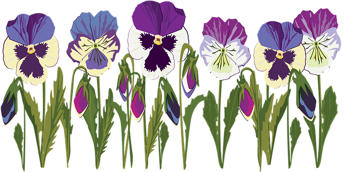 Free Viola Violet illustration and picture