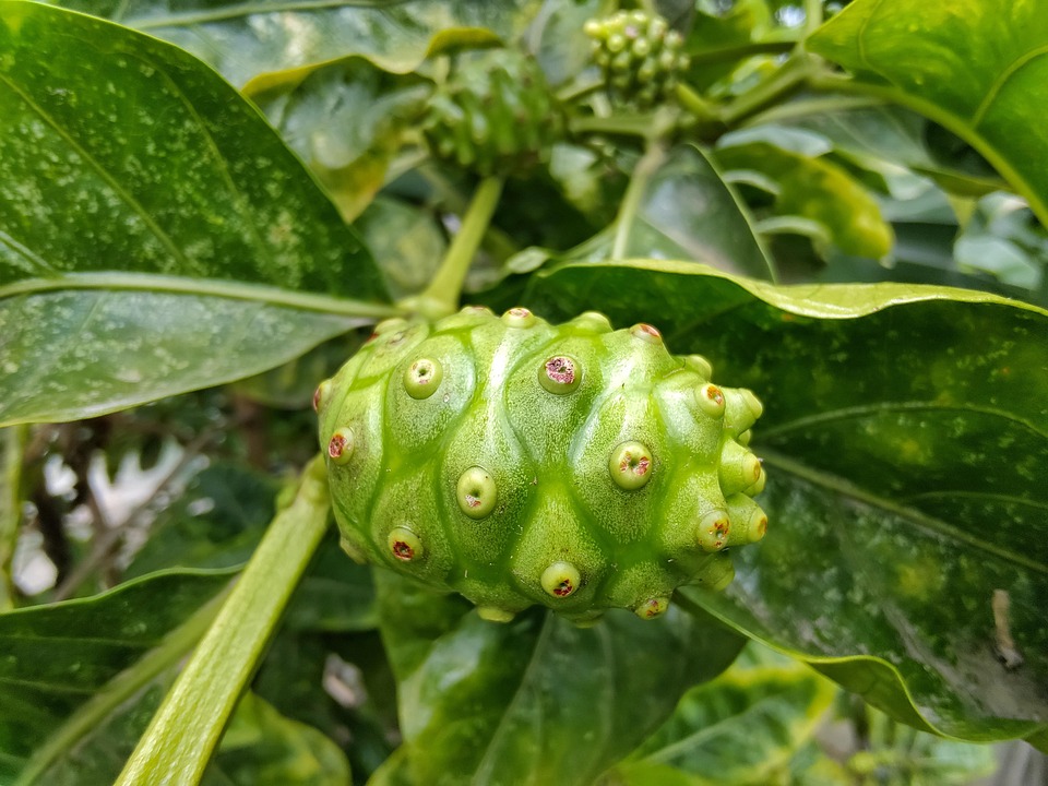 thumbnail image 2 of 1lb 100% Natural Noni Juice Powder - Herbal Remedy For Aches & Inflammation (Morinda Citrifolia) 2 of 10