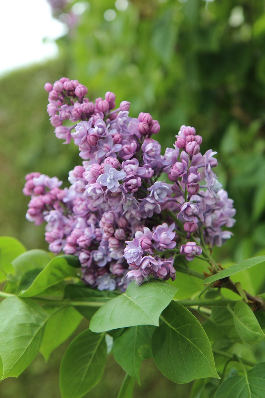 Lilac Flowers Free photo on Pixabay Pixabay