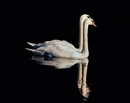 Schwan, Vogel, Reflexion, Paar, Schwarz