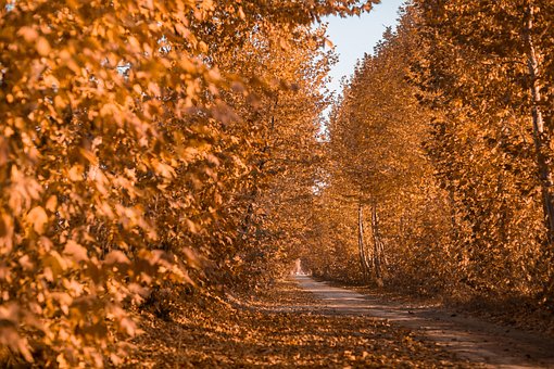 Otoño, Bosque, Árboles, Camino De Tierra