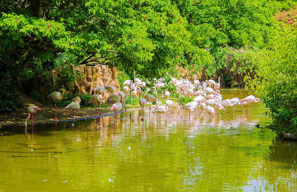 Flamingo Pembe Kuş - Pixabay'de ücretsiz fotoğraf - Pixabay