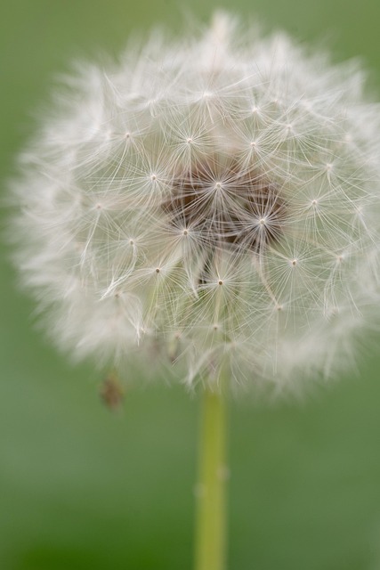 Blume, Löwenzahn, Wildblumen, Saatgut