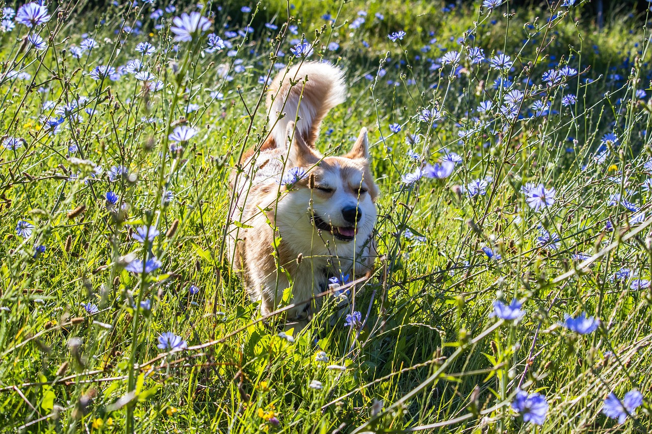 Pembroke Welsh Corgi - Free photo on Pixabay
