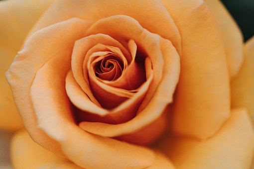 Rose, Rose, Mac-Hintergrundbild