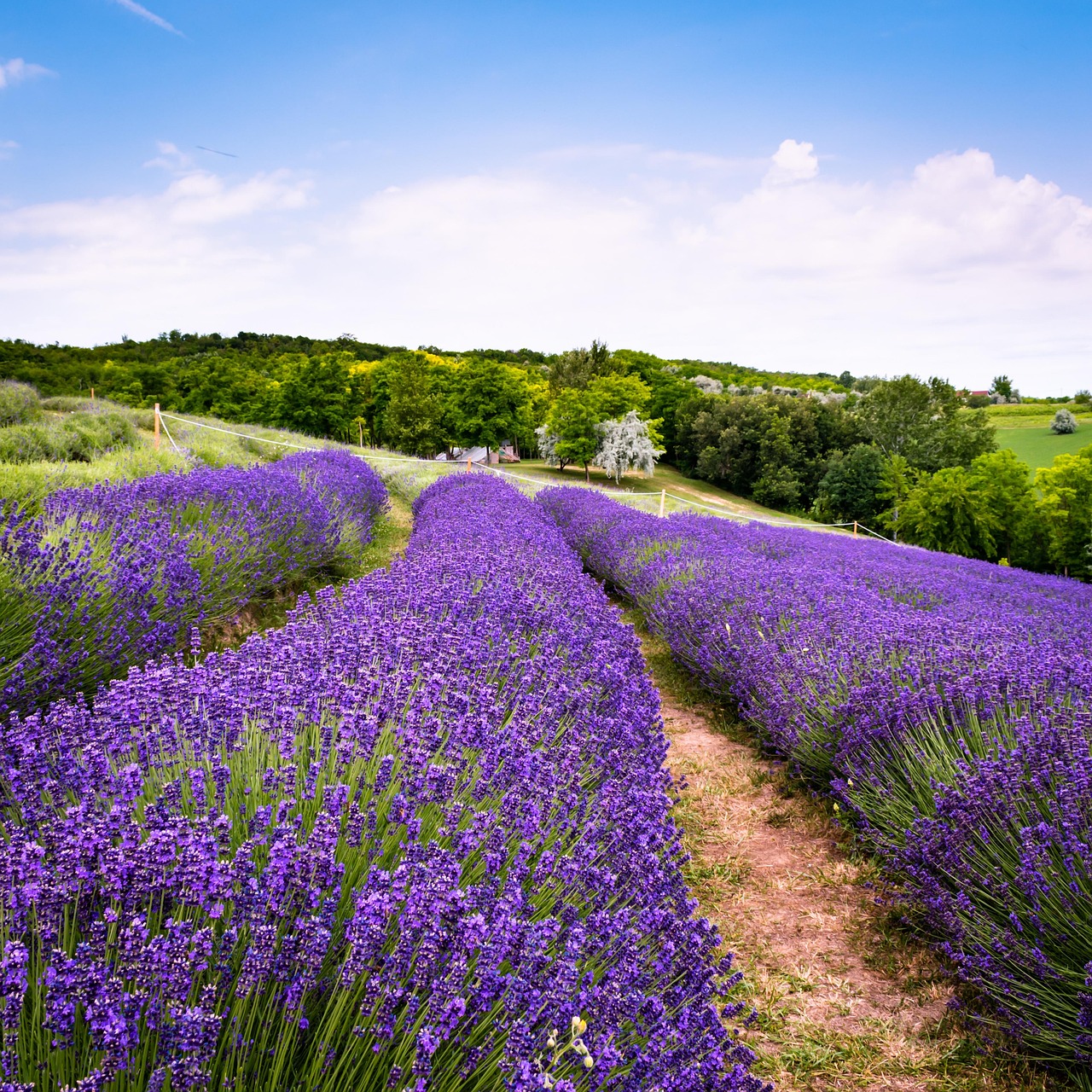 Field Of Lavender Images At Teresa Corcoran Blog Field Of Lavender Images At Teresa Corcoran Blog