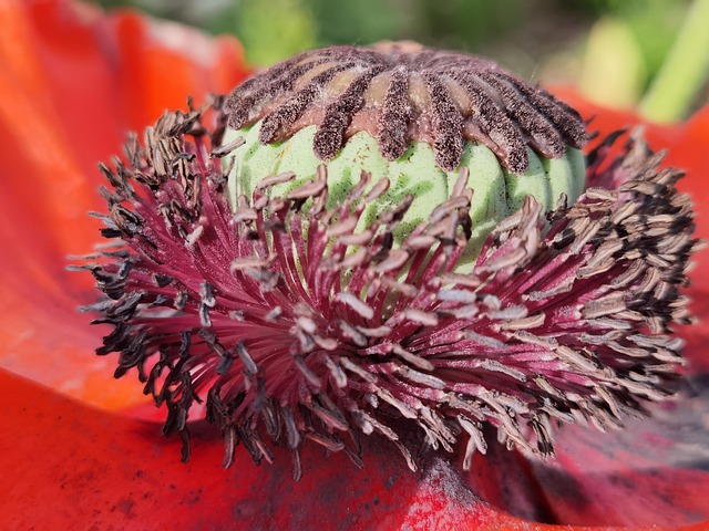 Free Nature Flowers photo and picture