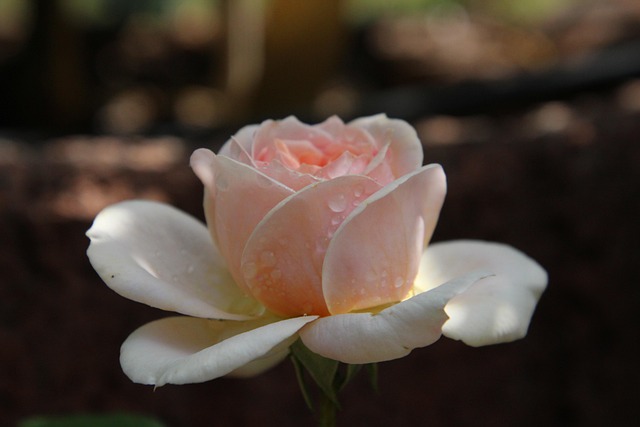 Free Rose Flower Background photo and picture