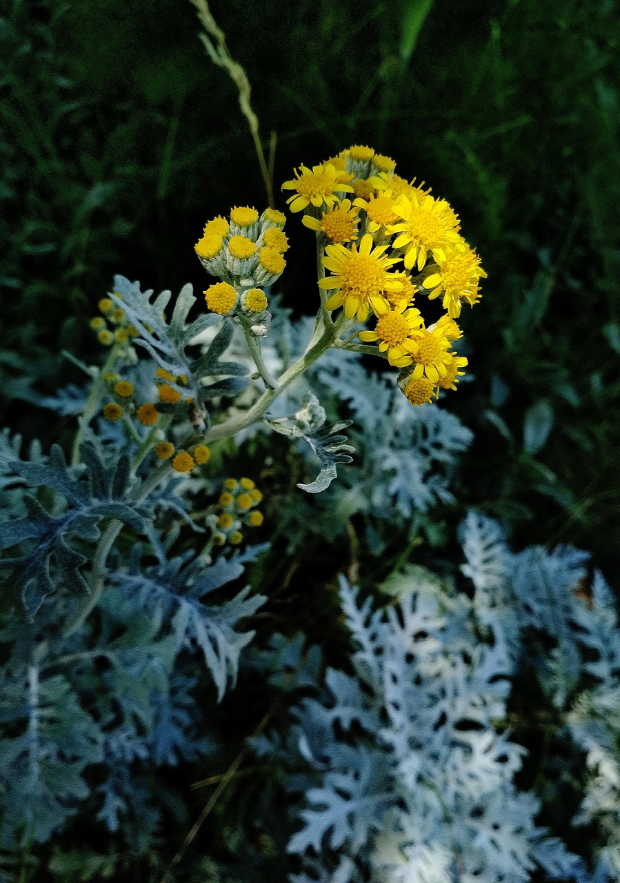 Dusty Miller Silver Free photo on Pixabay Pixabay
