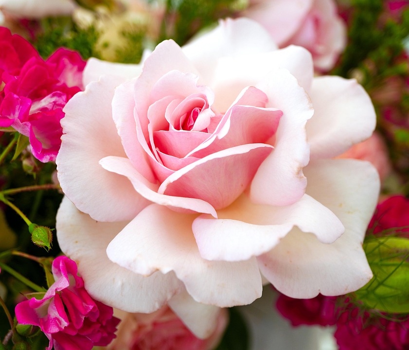 rose-7270102_960_720.jpg