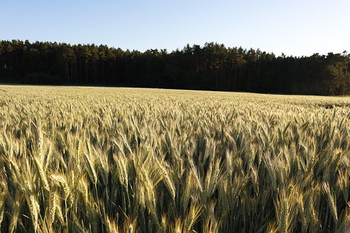 Free Cornfield Field photo and picture