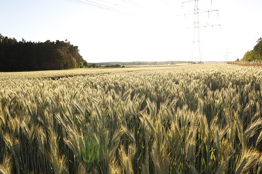 Free Cornfield Field photo and picture