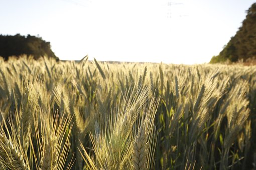 Free Wheat Field Grain Field photo and picture