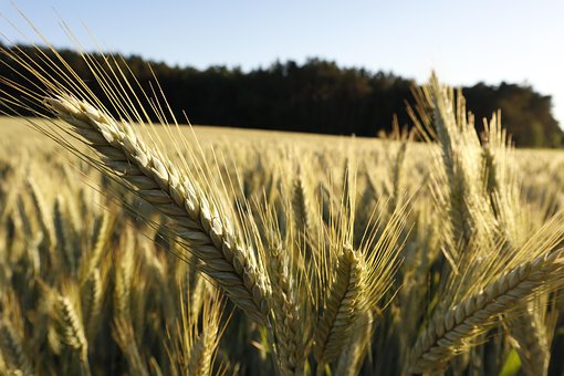 Free Wheat Field Grain Field photo and picture