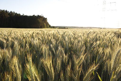 Free Wheat Field Grain Field photo and picture