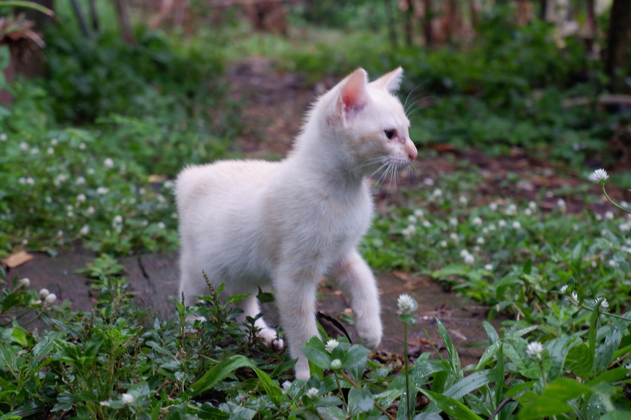 Kätzchen Katze Tier - Kostenloses Foto auf Pixabay - Pixabay