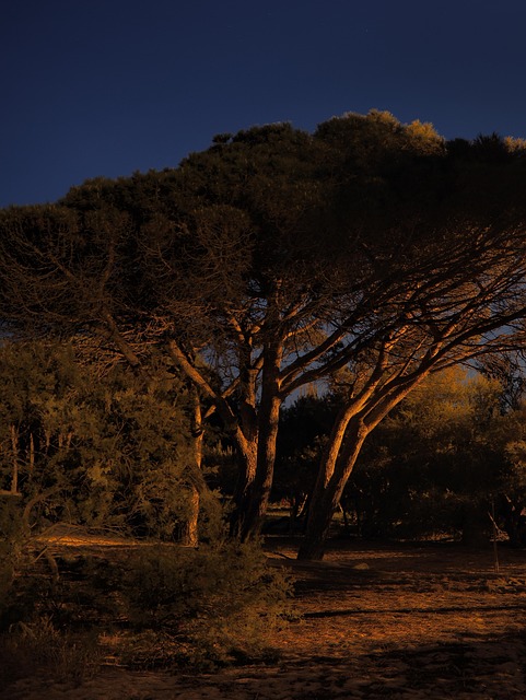 Sardinien, Træ, Træer, Klitter, Humør