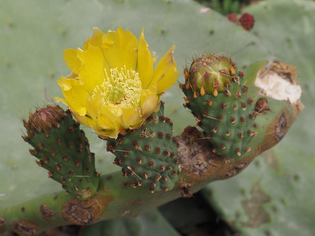Italien, Sardinien, Kaktus