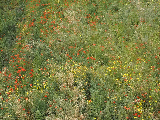 Italien, Sardinien, Valle, Græsarealer