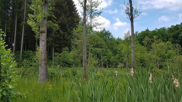 Wiese, Bäume, Wald, Natur, Gras, Busch